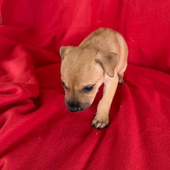Gojiberry -  Jack Russell Terrier Dog for Adoption in Partlow, Virginia - Gojiberry | PetCurious