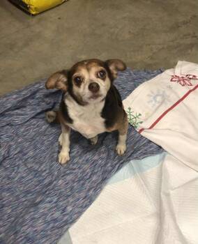 Rescue Chihuahua Dogs for Adoption in Huntley, Illinois - CoCo | PetCurious