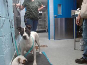Pit Bull Terrier and Mixed Breed Dogs Available for Adoption in Albuquerque, New Mexico - ROSY | PetCurious