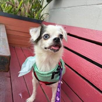 Minnie -  Mixed Breed Dog for Adoption in Gainesville, Florida - Minnie | PetCurious