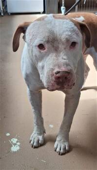 CUPIDO -  Pit Bull Terrier Dog for Adoption in Chula Vista, California - CUPIDO | PetCurious