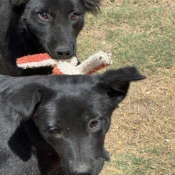 Black Labrador Retriever Dogs Available for Adoption in Sanford, North Carolina - BonBon | PetCurious