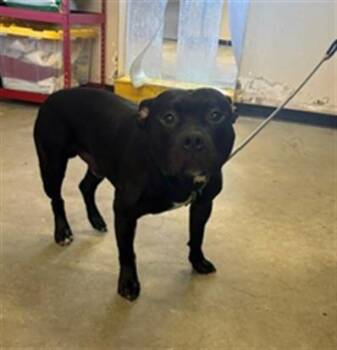 ONYX -  American Staffordshire Terrier Dog Available for Adoption in Camarillo, California - ONYX | PetCurious
