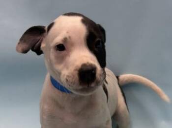 Nectarine -  Pit Bull Terrier and Mixed Breed Dog for Adoption in Golden Valley, Minnesota - Nectarine | PetCurious