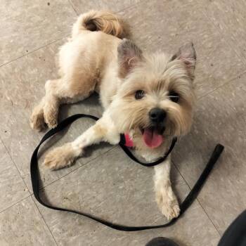 Shih Tzu Dogs Available for Adoption - Ellie | PetCurious