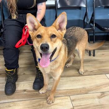 Bimi -  Mixed Breed Dog for Adoption in Newark, New Jersey - Bimi | PetCurious