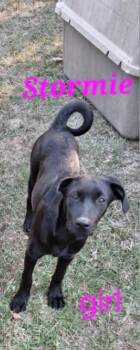 Rescue Labrador Retriever Dogs for Adoption in Manchester, Connecticut - Stormie 1 | PetCurious