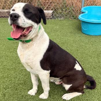 Pinto -  Border Collie and Pit Bull Terrier Dog for Adoption in Idaho Falls, Idaho - Pinto | PetCurious