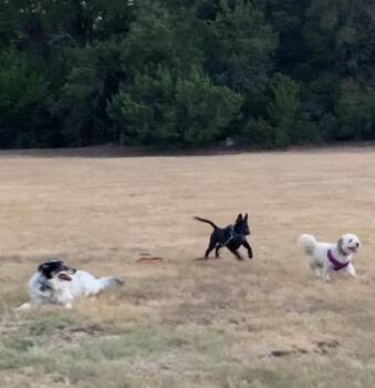Rescue Pit Bull Terrier and Labrador Retriever Dogs for Adoption in Pflugerville, Texas - Shadow | PetCurious