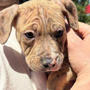 Mixed Breed Dogs Available for Adoption in Rockville, Maryland - Happy | PetCurious