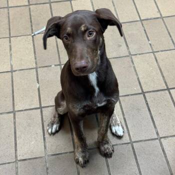 Ulyssa -  Pointer Dog for Adoption in Birmingham, Alabama - Ulyssa | PetCurious