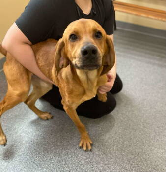 Rescue Hound Dogs for Adoption in Covington, Virginia - Copper | PetCurious