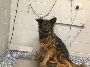 A1926198 -  German Shepherd Dog Dog for Adoption in Thousand Palms, California - A1926198 | PetCurious