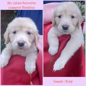 Biddy -  Golden Retriever Dog for Sale in Houston, Texas - Biddy | PetCurious