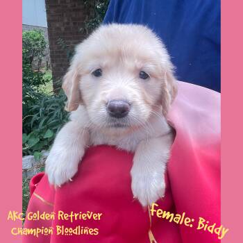 Biddy -  Golden Retriever Dog for Sale in Houston, Texas - Biddy | PetCurious