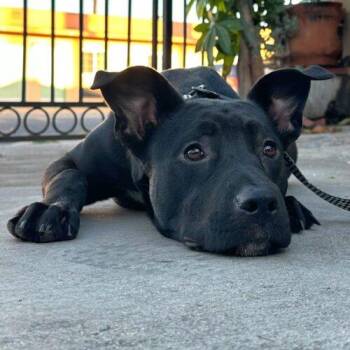 GINA -  Mixed Breed Dog for Adoption in San Juan Capistrano, California - GINA | PetCurious