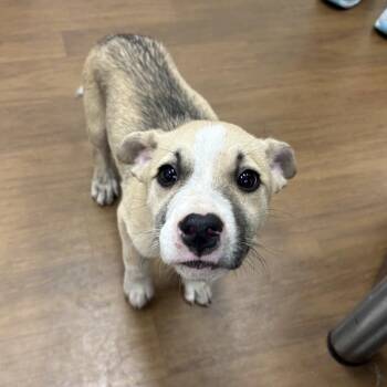 Shepherd and Pit Bull Terrier Dogs Available for Adoption in Beaumont, Texas - Veneer | PetCurious