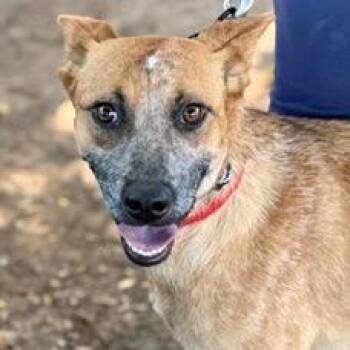 Rosie the Riveter -  Cattle Dog and Mixed Breed Dog for Adoption in Oceanside, California - Rosie The Riveter | PetCurious