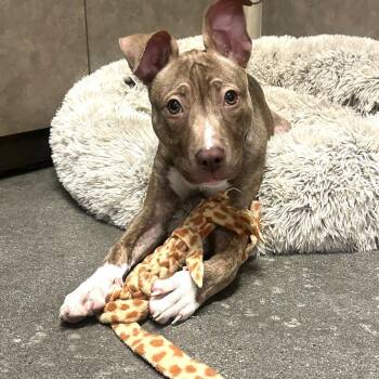 Pit Bull Terrier Dogs Available for Adoption in Palm Springs, California - Wiggles | PetCurious
