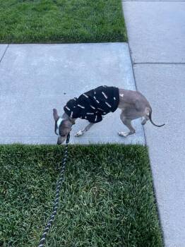 Floki -  Terrier Dog for Adoption in Millcreek, Utah - Floki | PetCurious