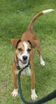 Terrier and Mixed Breed Dogs Available for Adoption in Honolulu, Hawaii - Cortis | PetCurious
