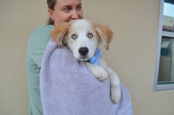 Dexter -  Husky Dog for Adoption in Mckinney, Texas - Dexter | PetCurious