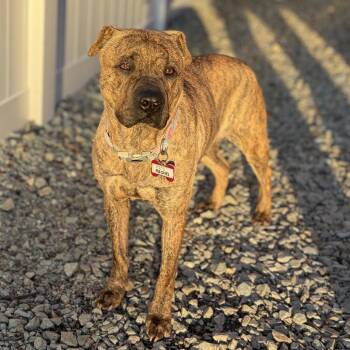 Pit Bull Terrier Dogs Available for Adoption - Rachel | PetCurious