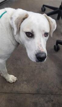Mixed Breed Dogs Available for Adoption in Dallas, Texas - CLEO | PetCurious