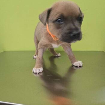 Mixed Breed Dogs Available for Adoption in Myrtle Beach, South Carolina - Ken | PetCurious