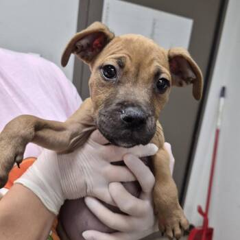 Tot -  Boxer and Hound Dog for Adoption in Hattiesburg, Mississippi - Tot | PetCurious