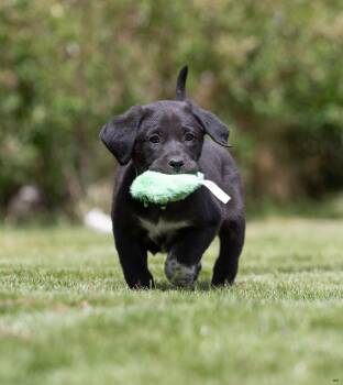 Labrador Retriever and Great Pyrenees Dogs Available for Adoption in New Washoe City, Nevada - Blueberry | PetCurious