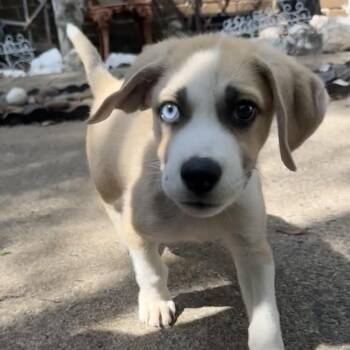 Tot Tot -  Mixed Breed Dog for Adoption in Auburn, New Hampshire - Tot Tot | PetCurious