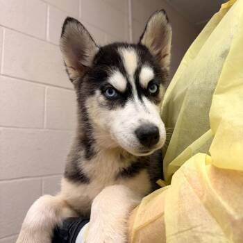 Bat Girl -  Husky and Mixed Breed Dog for Adoption in Concord, North Carolina - Bat Girl | PetCurious