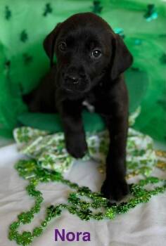 Golden Retriever and Labrador Retriever Dogs Available for Adoption - Lucky Charms :  Nora | PetCurious