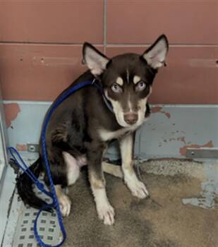 Siberian Husky and Mixed Breed Dogs Available for Adoption in Houston, Texas - COOKIES | PetCurious