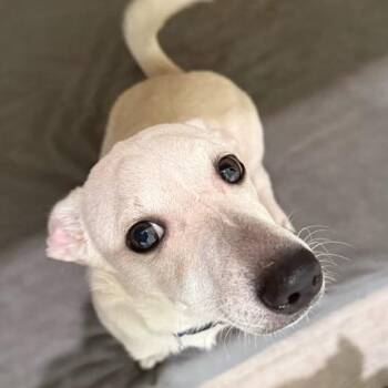 Theodore -  Chihuahua and Mixed Breed Dog for Adoption in Williston, Florida - Theodore | PetCurious