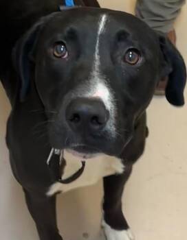FLINT -  Pit Bull Terrier Dog for Adoption in Elizabethton, Tennessee - FLINT | PetCurious