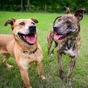 Mixed Breed Dogs Available for Adoption in Aberdeen, North Carolina - Misty | PetCurious