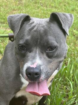 SADIE -  American Staffordshire Terrier Dog for Adoption in Newborn, Georgia - SADIE | PetCurious