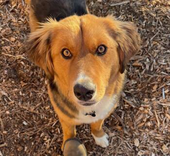 Mixed Breed Dogs Available for Adoption - Kip | PetCurious