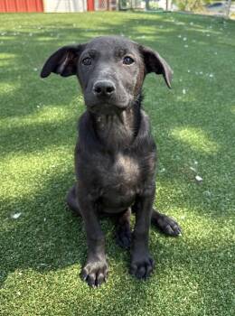 Labrador Retriever and Shepherd Dogs Available for Adoption in Gallatin, Tennessee - Georgia | PetCurious