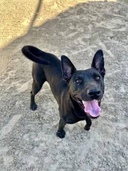Rescue Shepherd Dogs for Adoption in Sheridan, Wyoming - Matilda | PetCurious