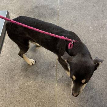110903 -  Mixed Breed Dog for Adoption in Las Cruces, New Mexico - 110903 | PetCurious