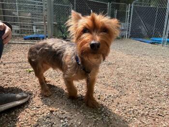 Charlie Bear -  Yorkshire Terrier Dog for Adoption in Muskegon, Michigan - Charlie Bear | PetCurious