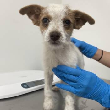 Mixed Breed Dogs Available for Adoption in Edinburg, Texas - Eddy | PetCurious