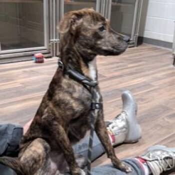 Daisy -  Mixed Breed Dog for Adoption in Jeffersonville, Indiana - Daisy | PetCurious