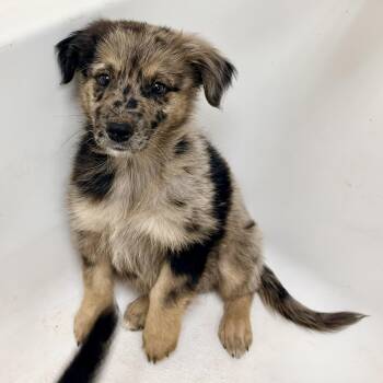 Newman -  Australian Cattle Dog Blue Heeler Dog for Adoption in Chicago, Illinois - Newman | PetCurious
