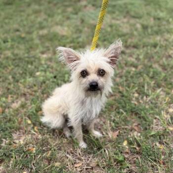 Melvin -  Yorkshire Terrier and Mixed Breed Dog for Adoption in Carencro, Louisiana - Melvin | PetCurious