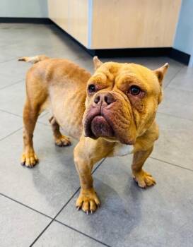 American Bulldog and Mixed Breed Dogs Available for Adoption - Peaches | PetCurious