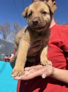 Great Pyrenees and Mixed Breed Dogs Available for Adoption in Klamath Falls, Oregon - Moira | PetCurious